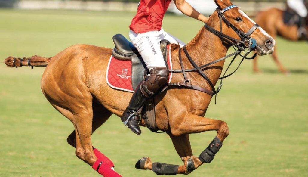 POLO TRADITIONS & TIDBITS