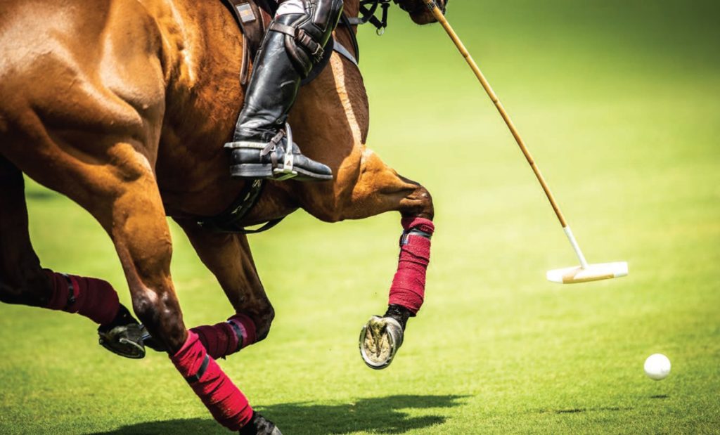 Picking Your Equine Partner 