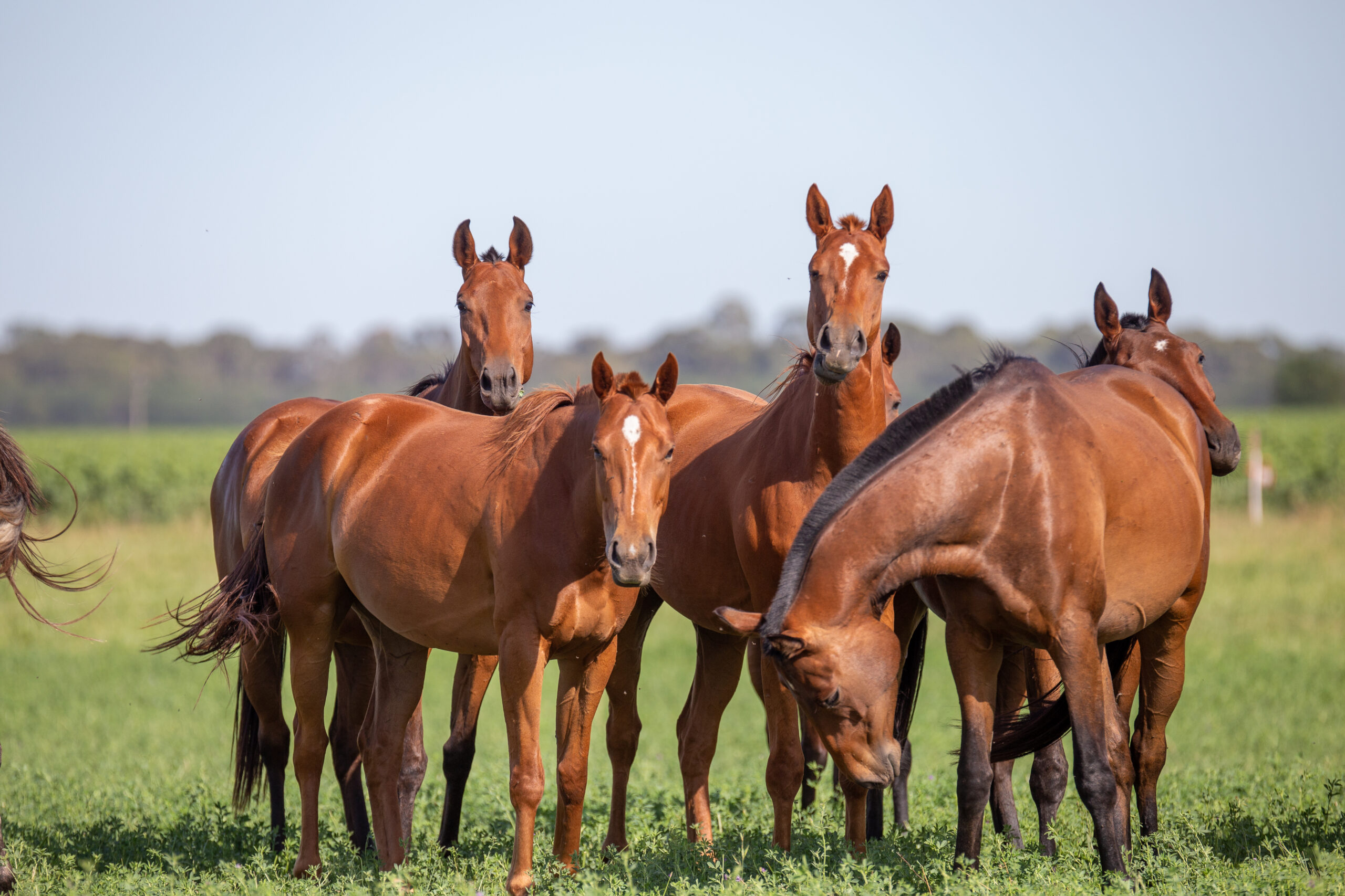 2022_Credit Pedro Insaurralde_Ponies turned out_3