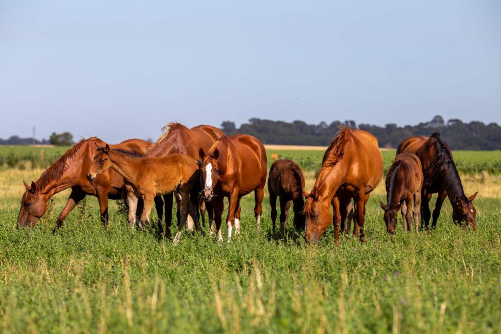 The Horse Breeds of the Sport of Polo